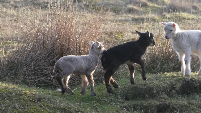 Shetland lambs, not regular attendees